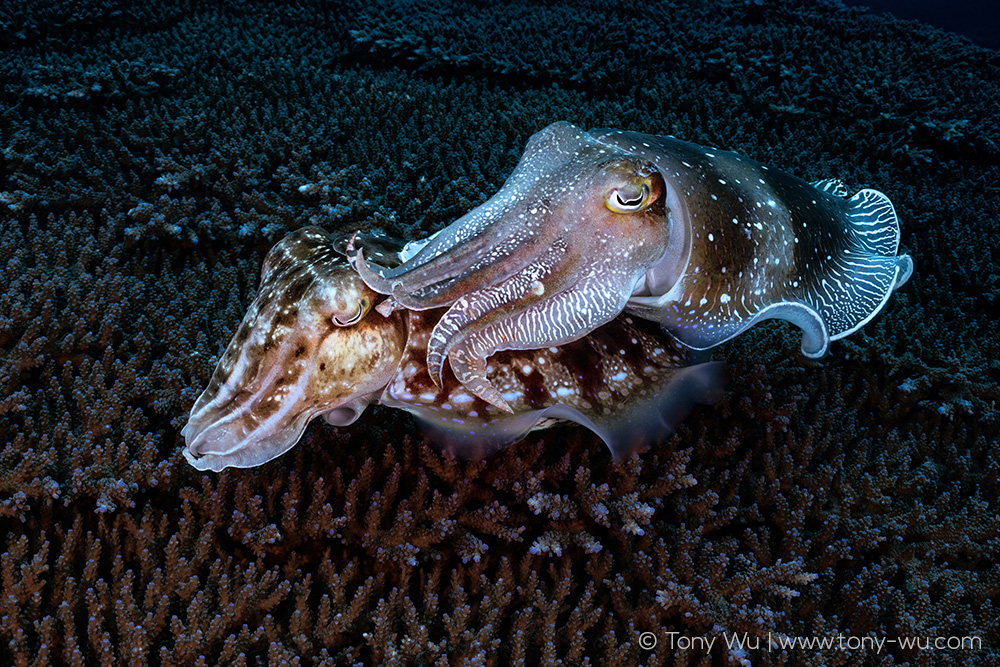Sepia latimanus cuttlefish courtship text