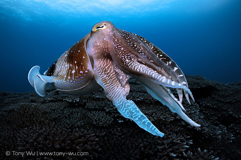 Sepia latimanus cuttlefish male
