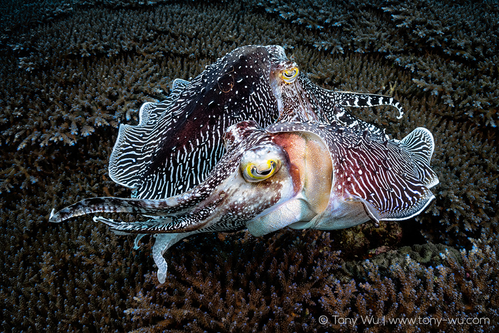 Sepia latimanus - Broadclub Cuttlefish - Taxo4254 - Wiki.nus