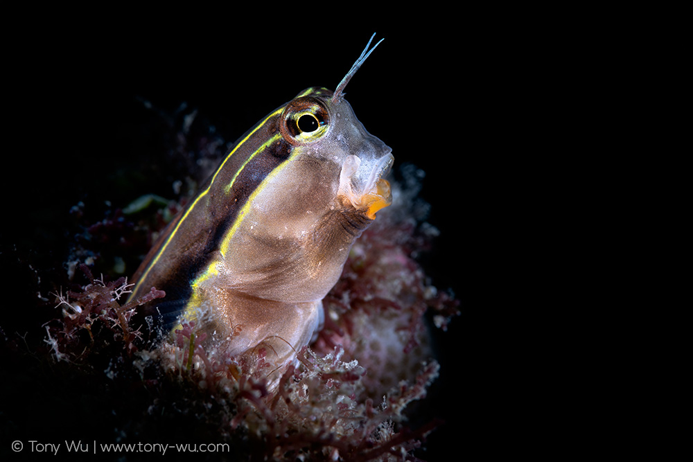 Ecsenius lineatus blenny with mouth open