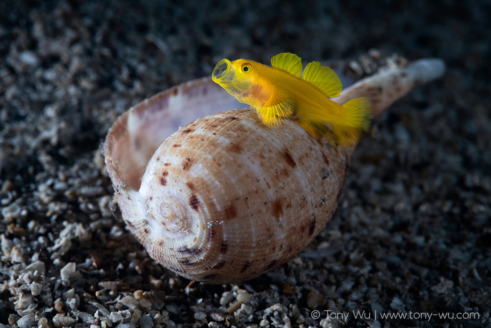 lubricogobius exiguus goby mouth open