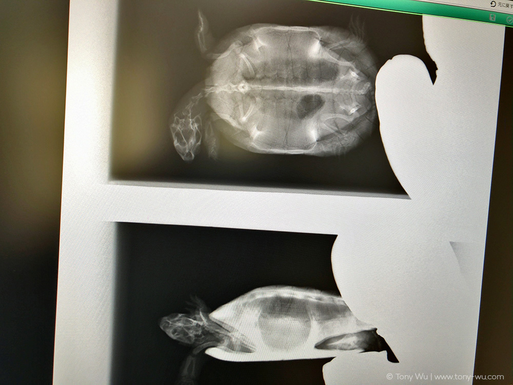 Mauremys reevesii turtle x ray