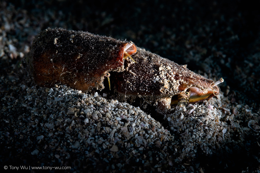 Conomurex luhuanus strawberry conch reproduction