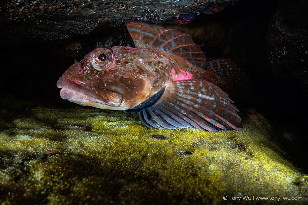 Elkhorn sculpin Alcichthys elongatus with eggs