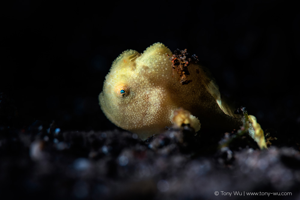 Antennarius pictus juvenile