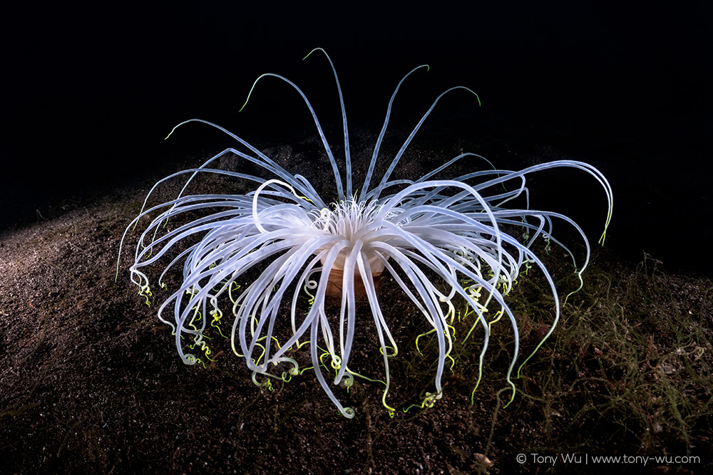 Cerianthus filiformis tube anemone