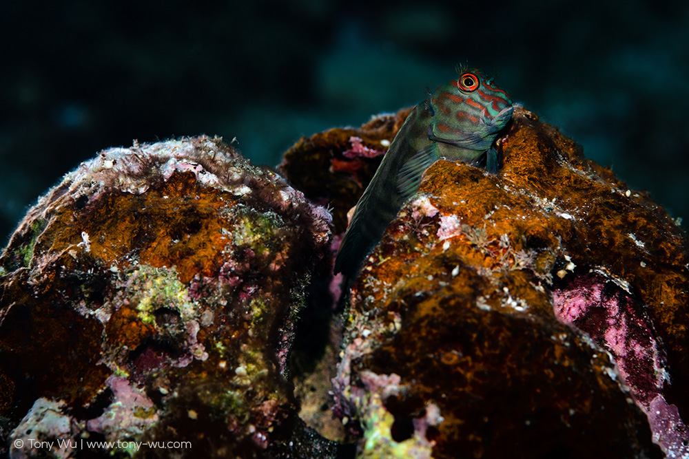 Cirripectes stigmaticus blenny