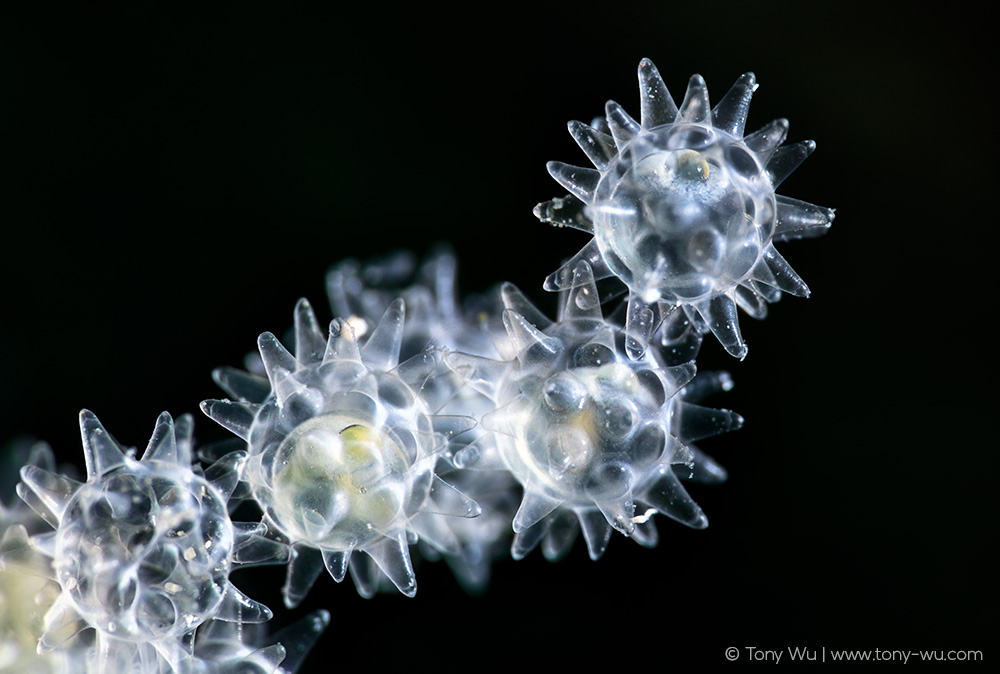 Ernogrammus zhirmunskii eggs