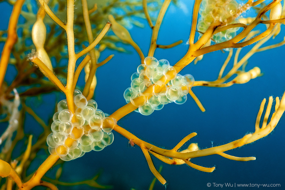 Hypoptychus dybowskii eggs on sargassum