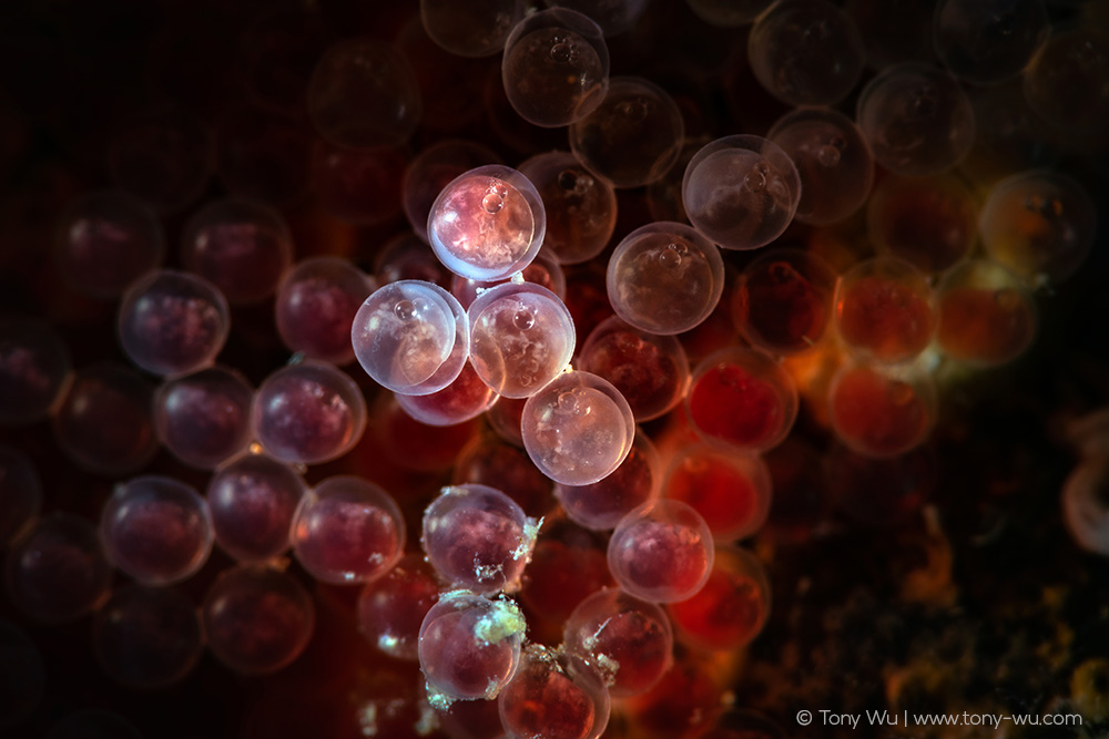 Icelinus pietschi sculpin eggs