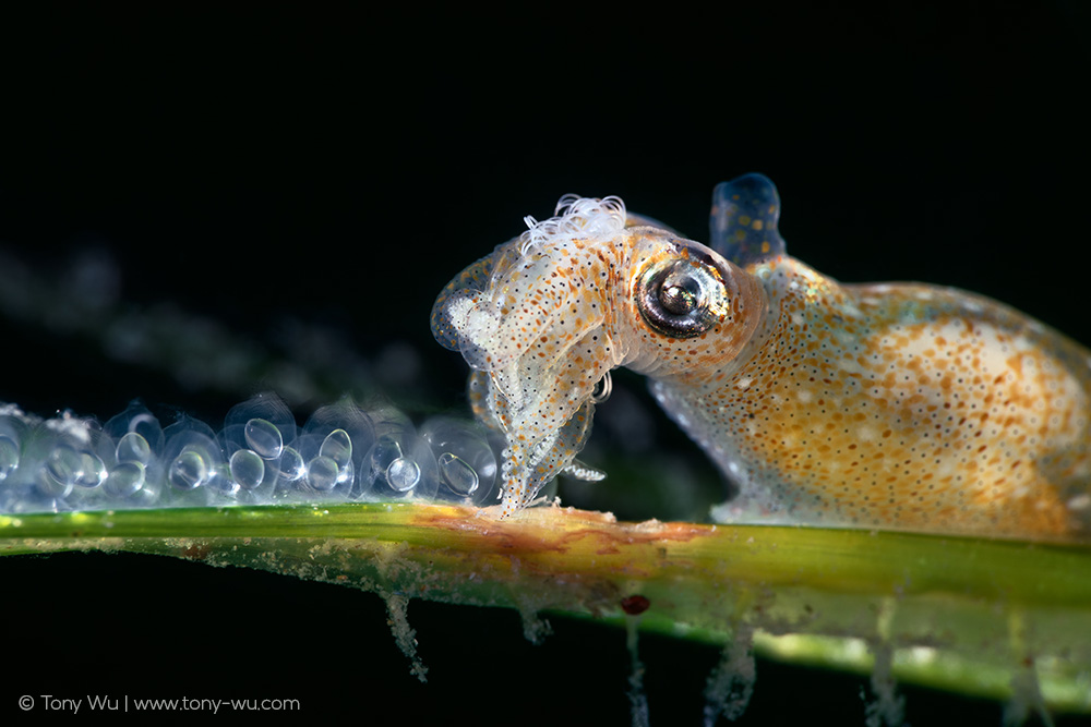 Idiosepius paradoxus squid depositing eggs