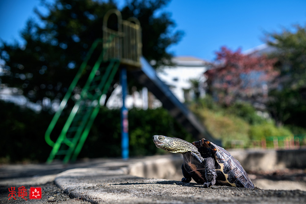 oogway the pond turtle at the park