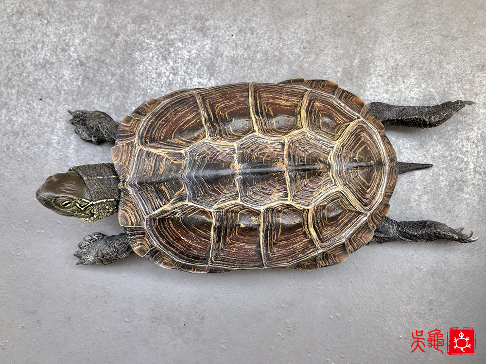 mauremys reevesii pond turtle