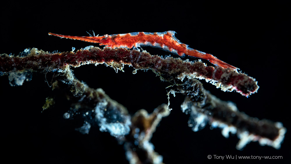 Tozeuma sp shrimp