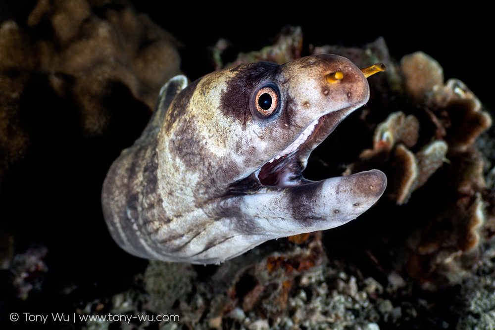 Echinda polyzona moray eel