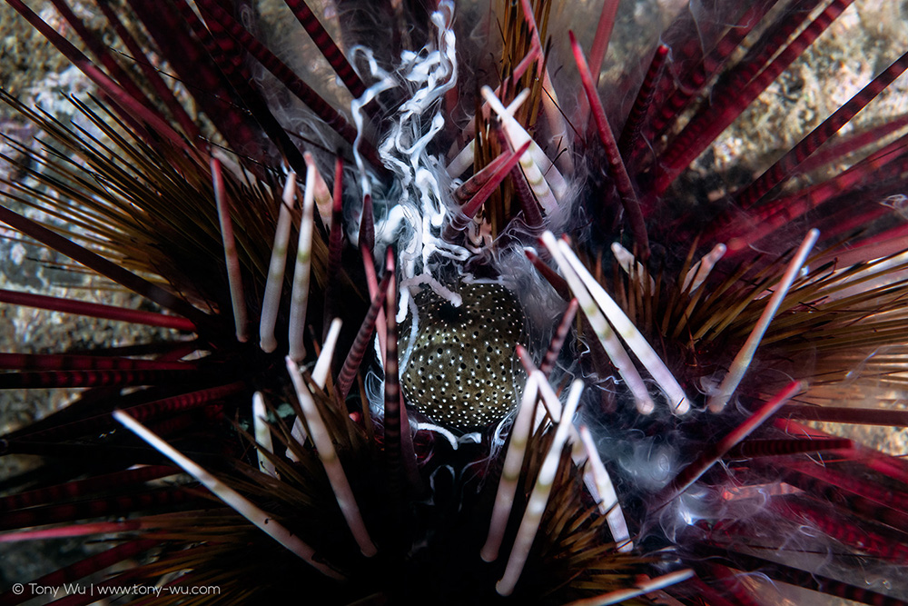Echinothrix calamaris urchin broadcast spawning