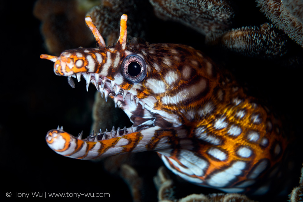 Enchelycore pardalis moray eel