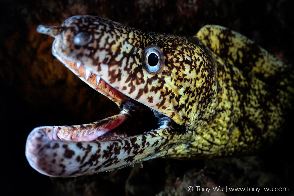 Gymnothorax kidako moray eel