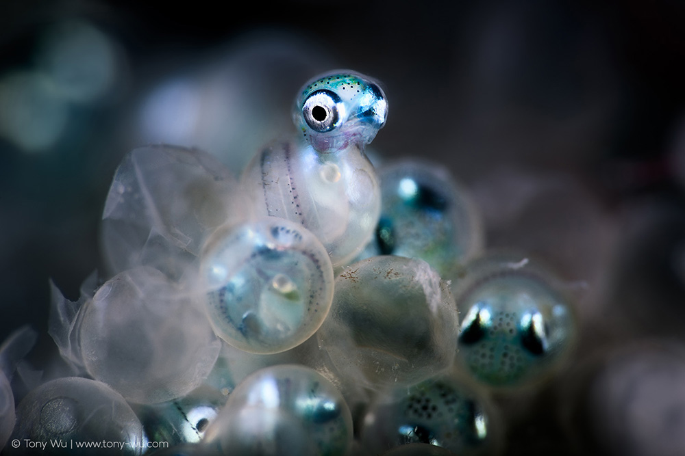 hexagrammos otakii hatching