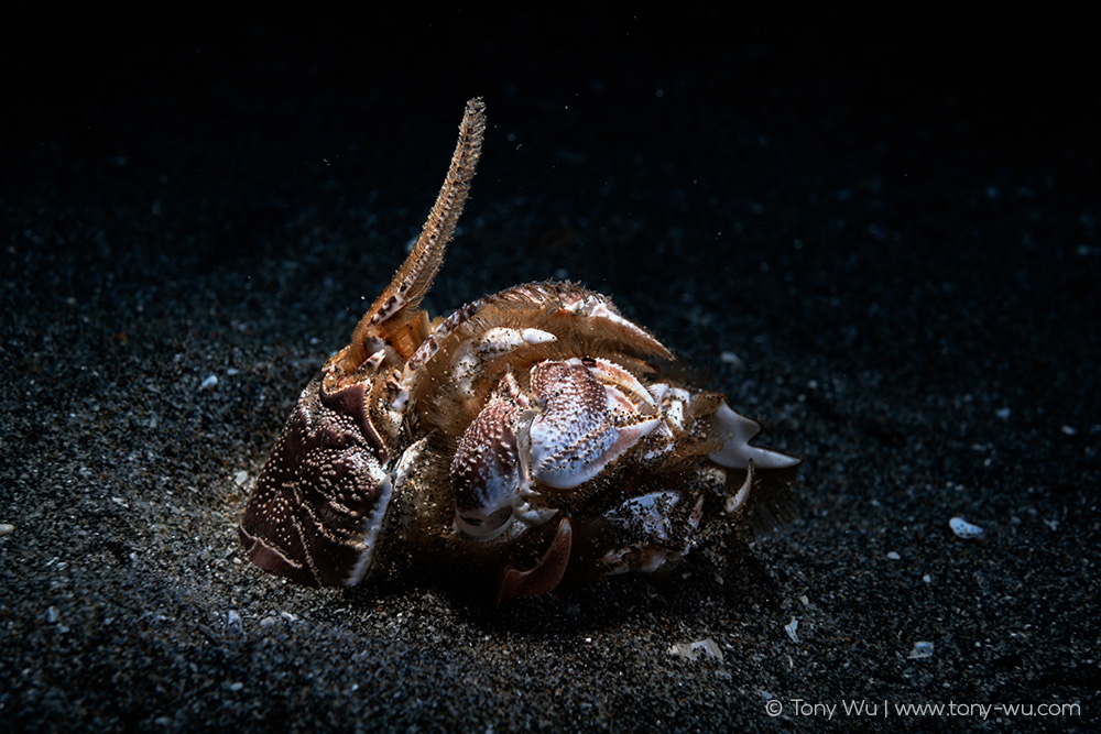 Lophomastix japonica molted exoskeleton