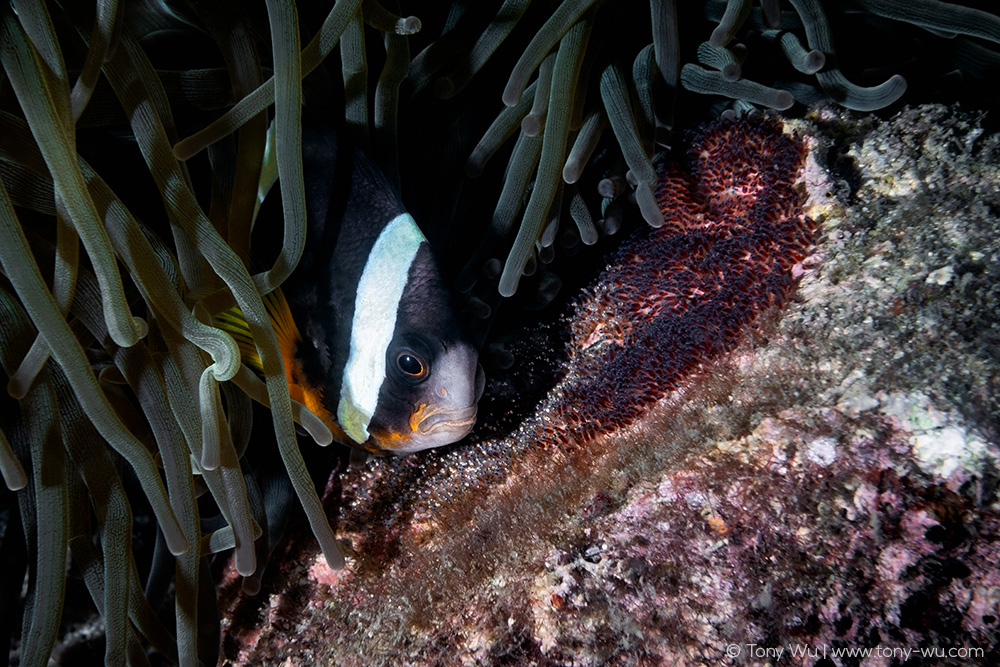 Amphiprion clarkii eggs different stages of development