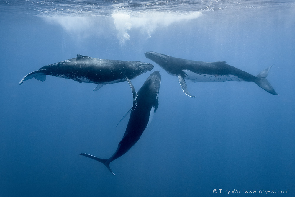 humpback whale homosexual activity