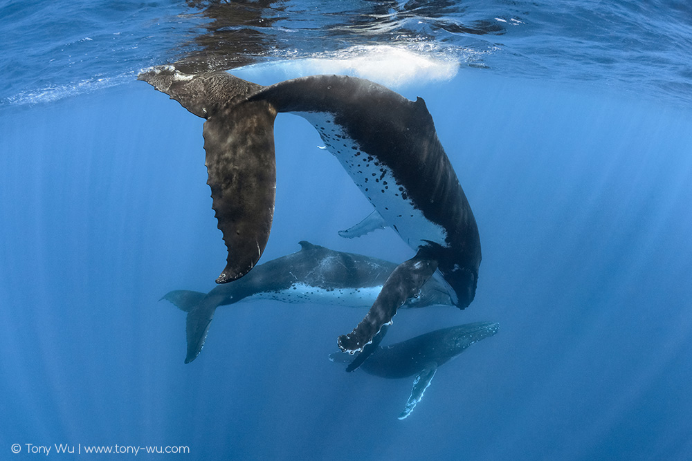 humpback whale penis extended