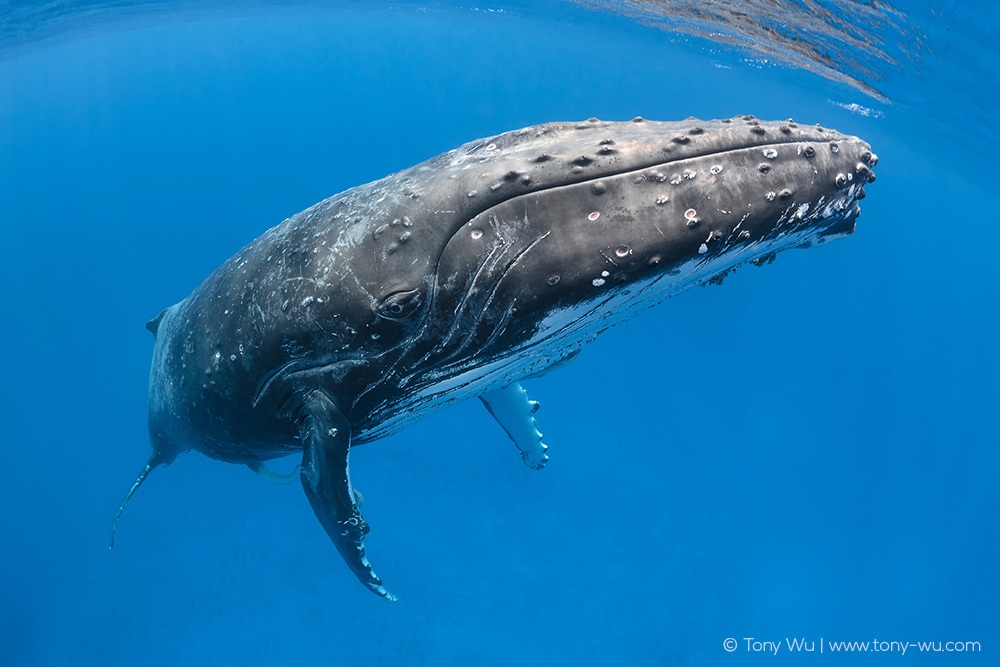 humpback whale male penis extended