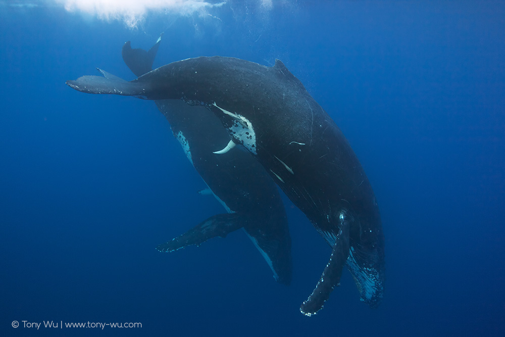 humpback whale mating