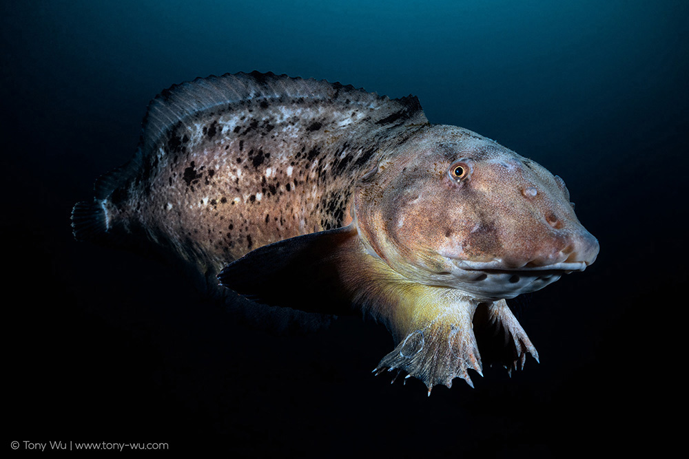 Liparis tanakae snailfish Liparis tanakae snailfish