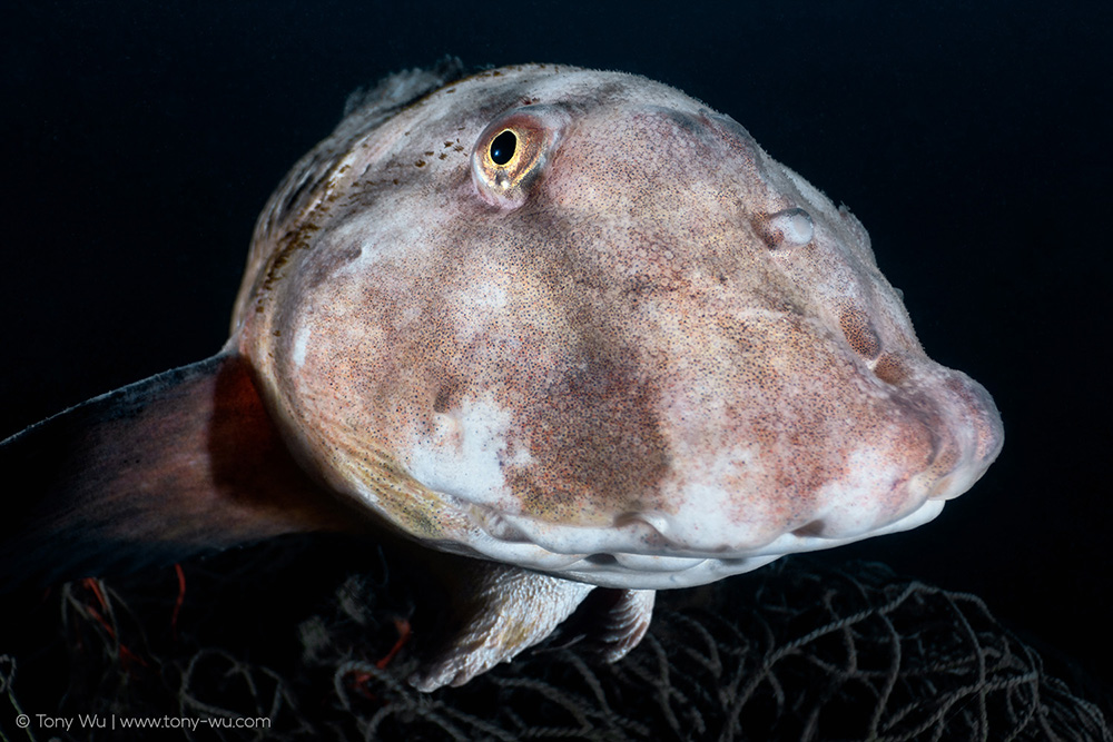 Liparis tanakae snailfish Liparis tanakae snailfish