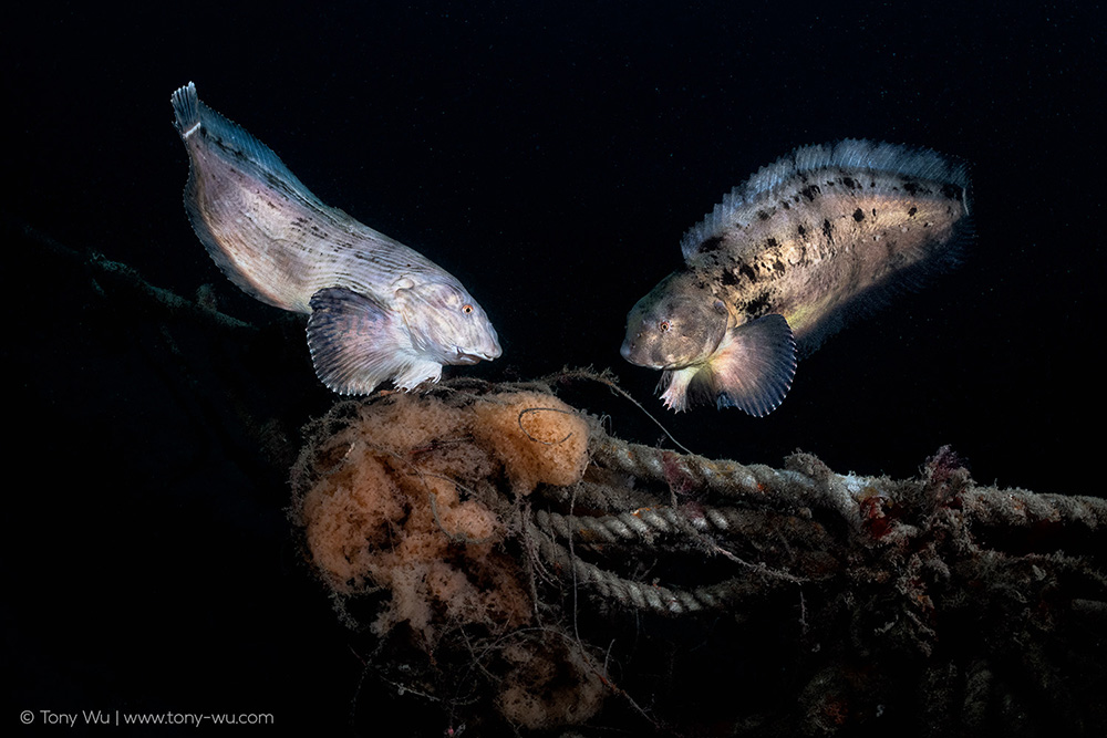 Liparis tanakae snailfish courtship Liparis tanakae snailfish courtship