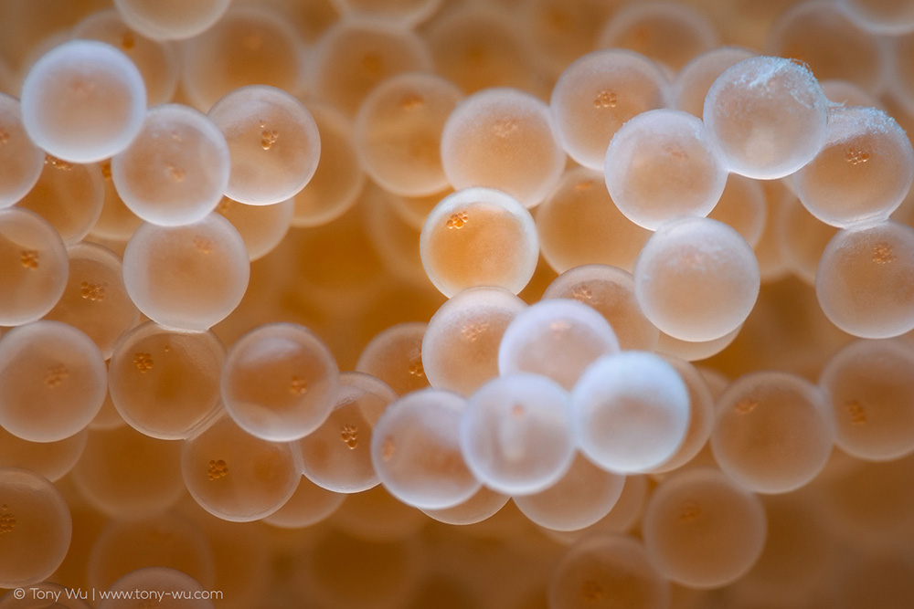 Liparis tanakae snailfish eggs Liparis tanakae snailfish eggs