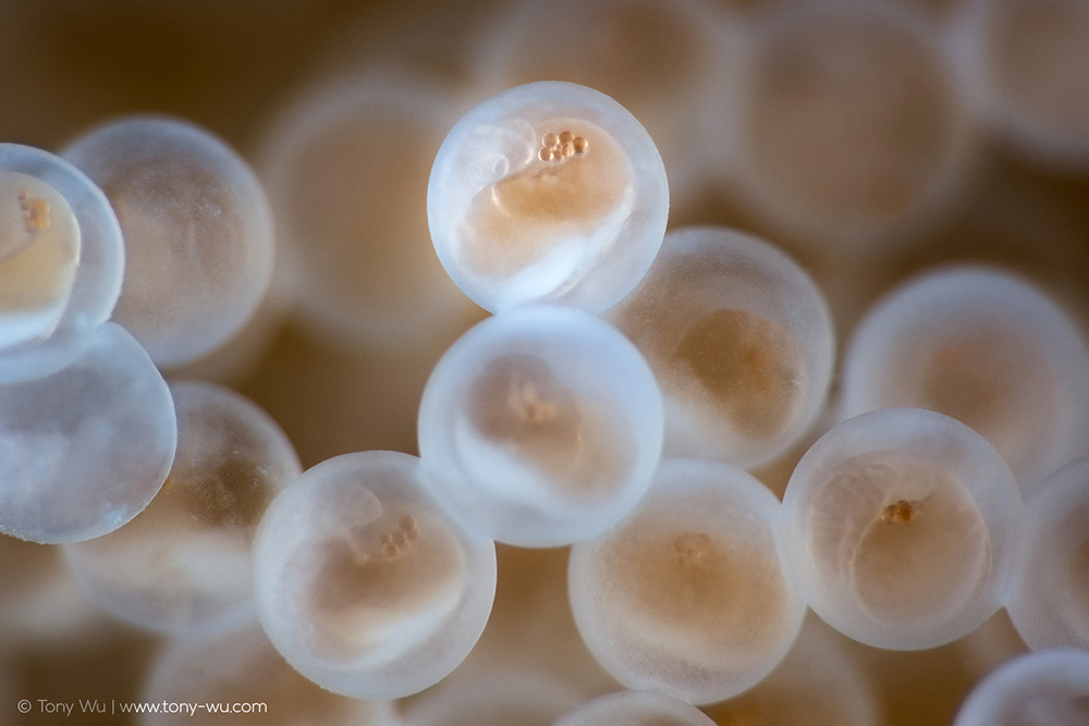 Liparis tanakae snailfish embryos Liparis tanakae snailfish embryos