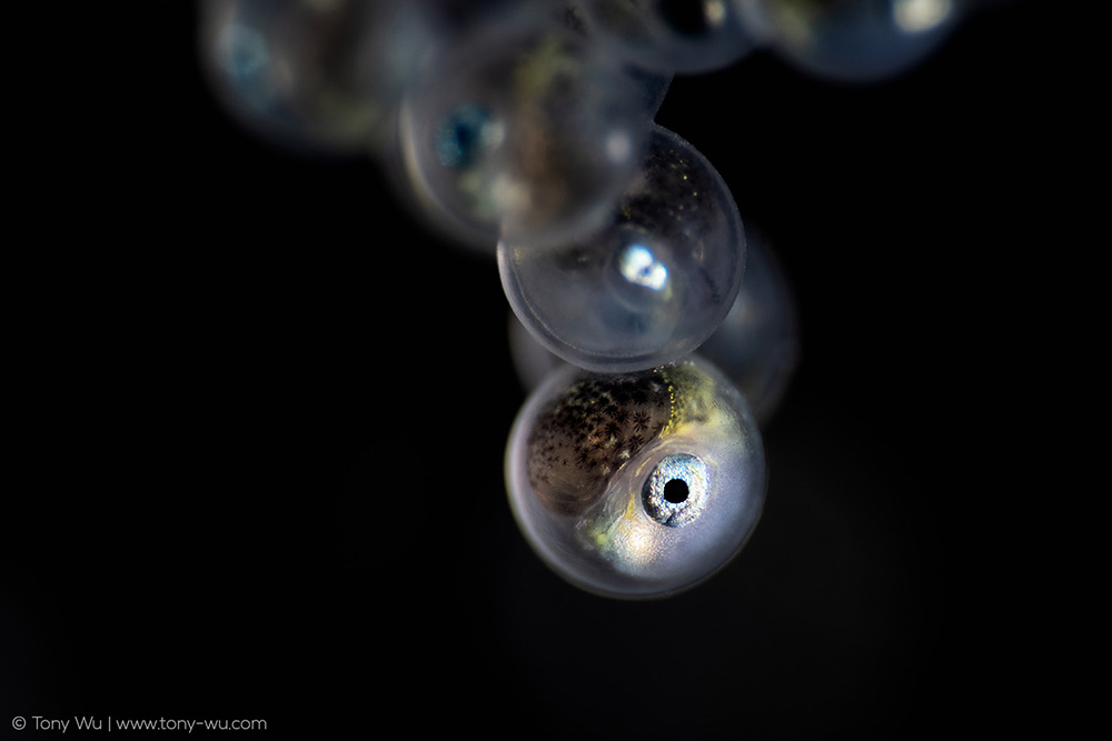 Liparis tanakae snailfish embryo Liparis tanakae snailfish embryo