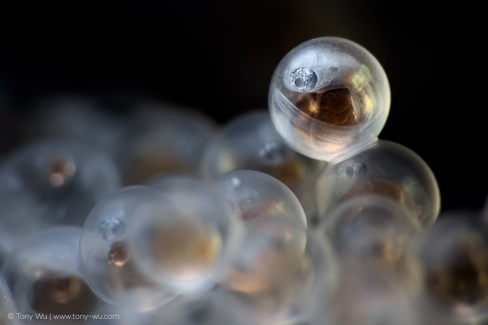 Liparis tanakae snailfish embryos Liparis tanakae snailfish embryos