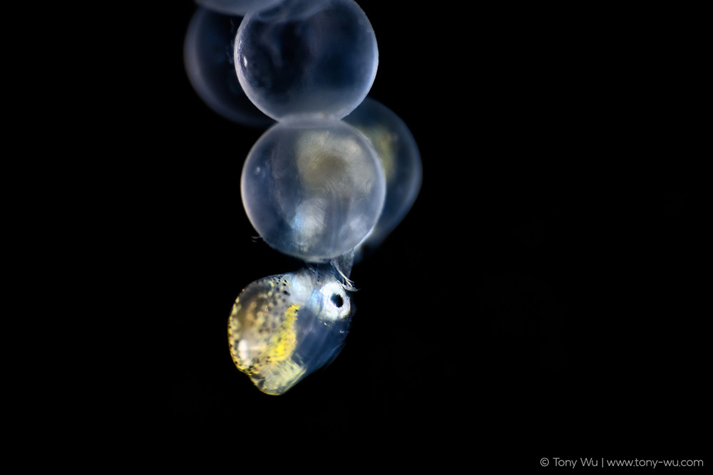 Liparis tanakae snailfish egg hatching Liparis tanakae snailfish egg hatching