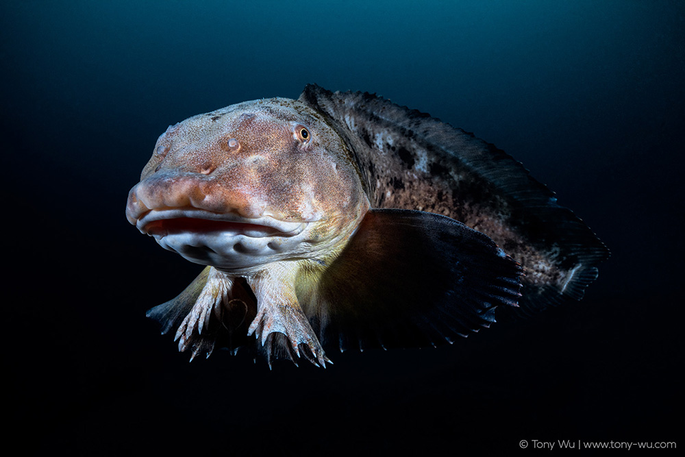 Liparis tanakae snailfish Liparis tanakae snailfish