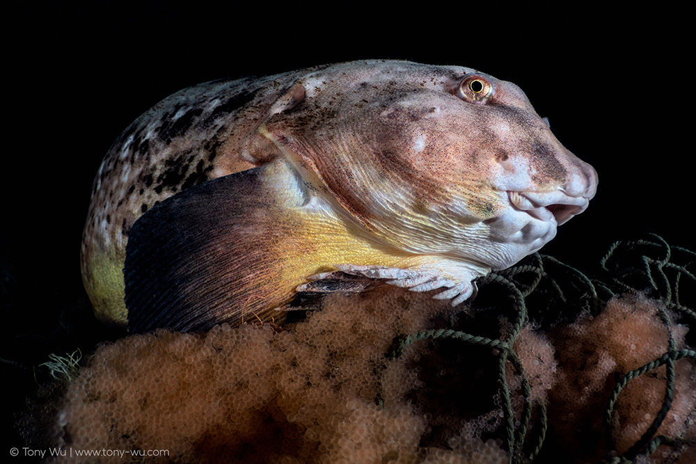 Liparis tanakae snailfish Liparis tanakae snailfish