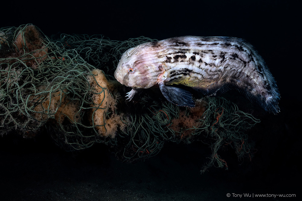 Liparis tanakae snailfish Liparis tanakae snailfish