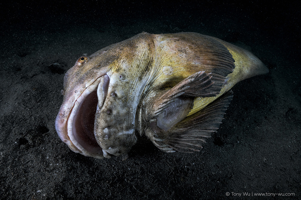 Liparis tanakae snailfish death Liparis tanakae snailfish death