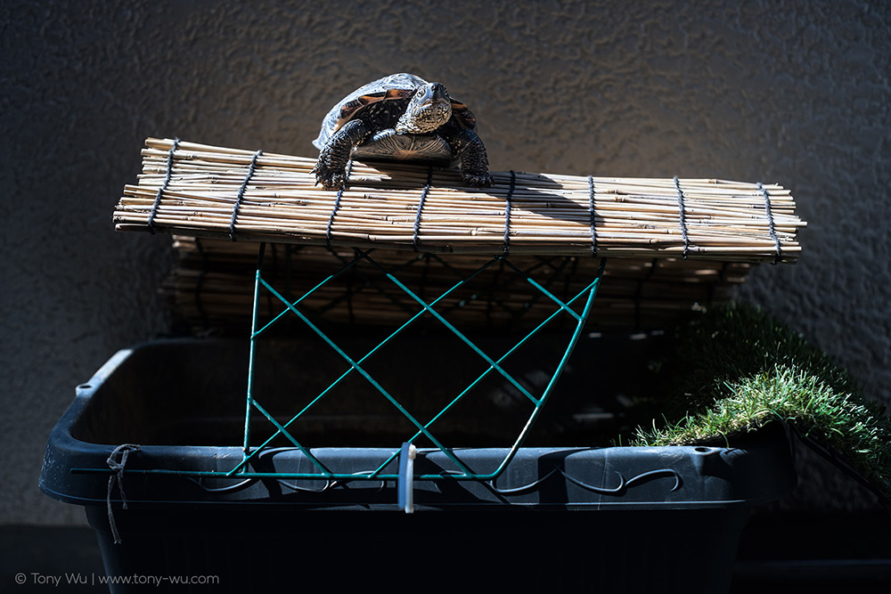 oogway on bamboo roof
