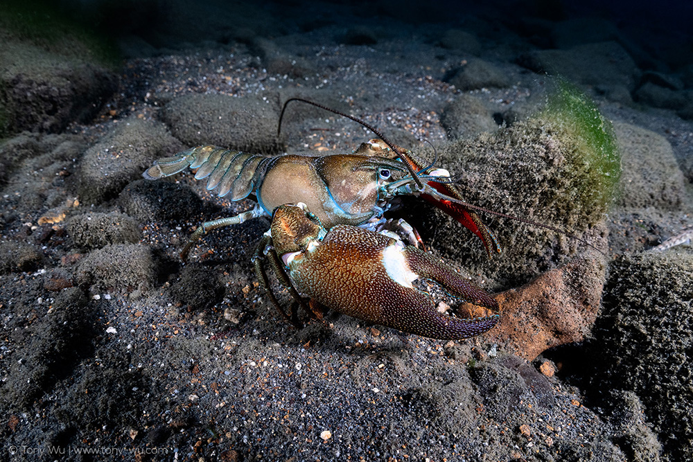 Pacifastacus leniusculus signal crayfish japan