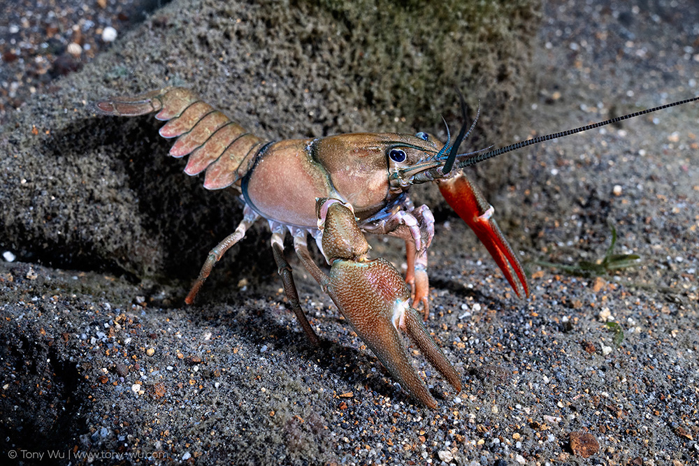 signal crayfish japan Pacifastacus leniusculus