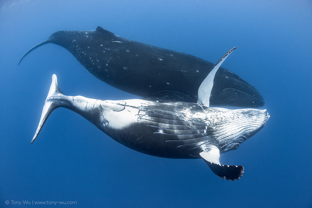 humpback whale calf and mother