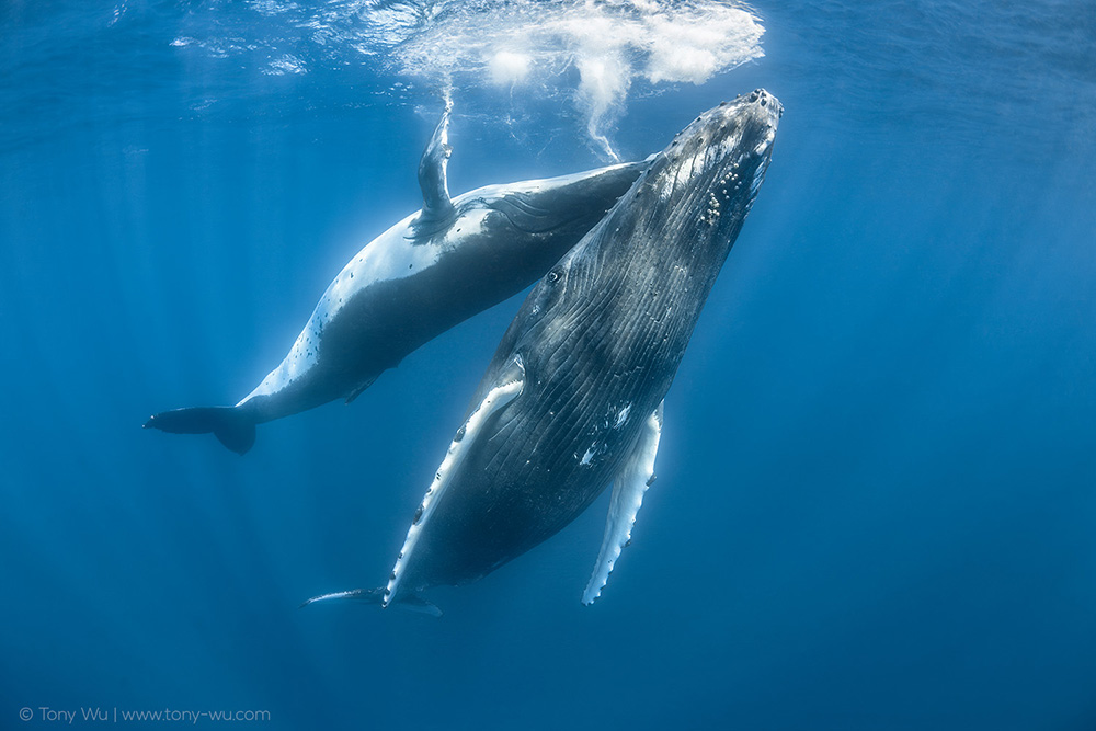 humpback whale courtship