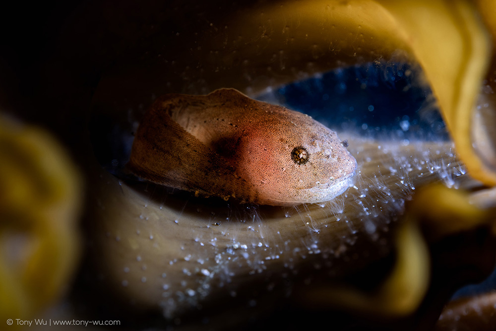 Liparis agassizii snailfish Liparis agassizii snailfish