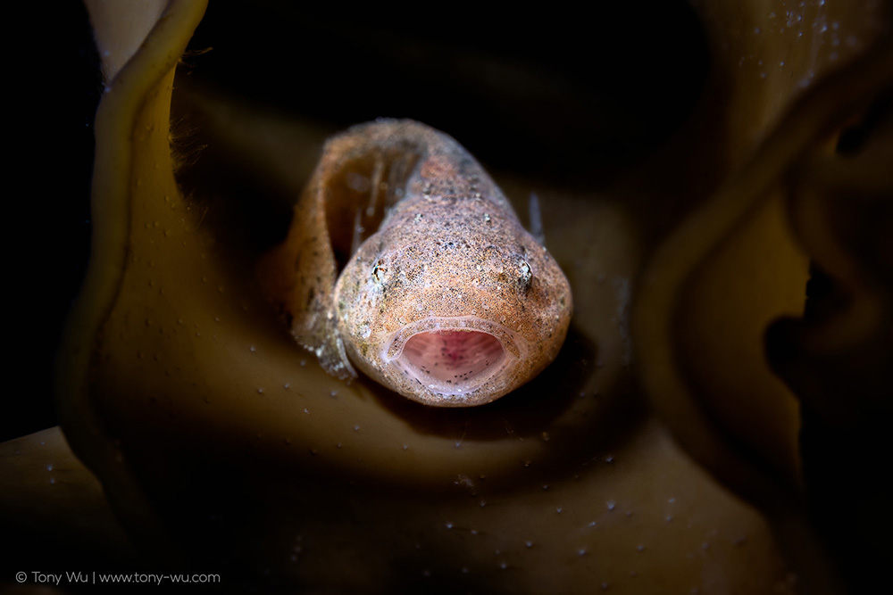 Liparis agassizii snailfish Liparis agassizii snailfish
