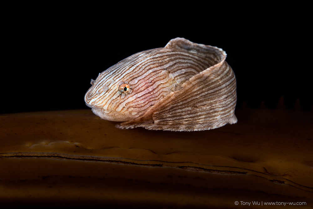 Liparis agassizii snailfish Liparis agassizii snailfish