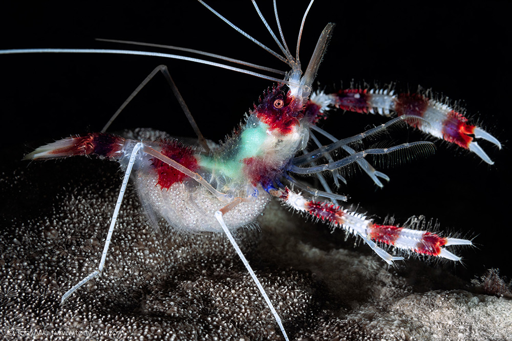 stenopus hispidus cleaner shrimp carrying eggs